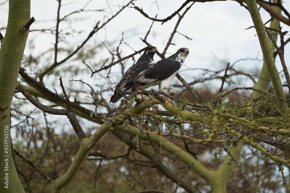 Augur buzzard Couple Buteo augurarge African bird of prey with catch eastern green mamba Dendroaspis angusticeps highly venomous snake Augur buzzard Couple Buteo augurarge African bird of prey with catch eastern green mamba Dendroaspis angusticeps highly venomous snake