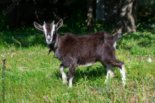 young goat grazes in a meadow