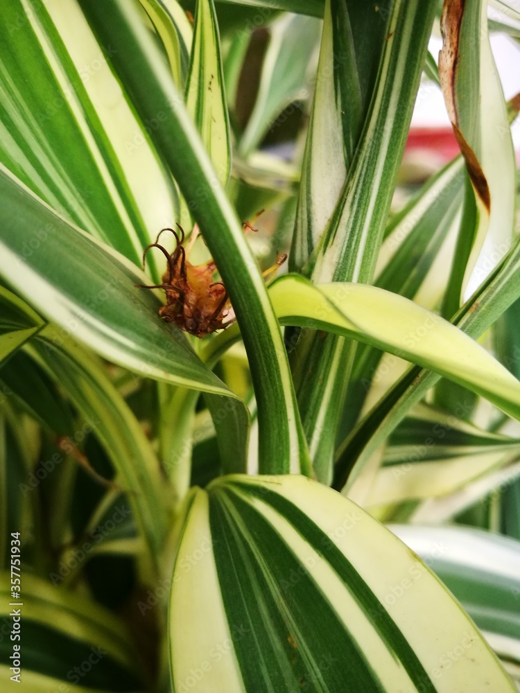 Fototapeta premium ladybug on a leaf