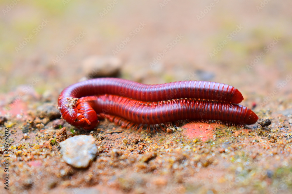 Mating millipedes Mating millipedes