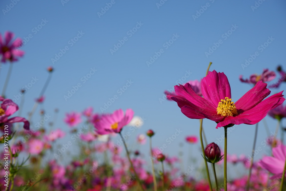 Fuchsia cosmos flower clear sky