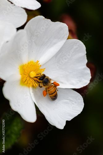 bee on little white flowers