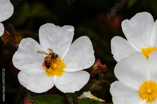 Closeup of a bee with white flower