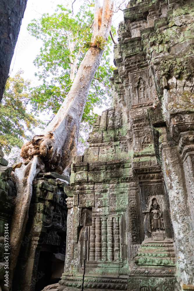 Alive tree growing ruins at Ta Prohm temple. Big heavy roots growing on roof of carved wall, dancers images. One of the most visited temples. Angkor region, Bayon, Siem Reap, Cambodia, South east Asia
