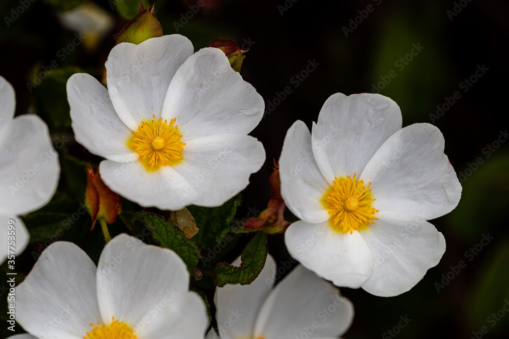 Obraz premium Closeup of a bee with white flower