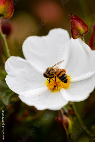 Closeup of a bee with white flower