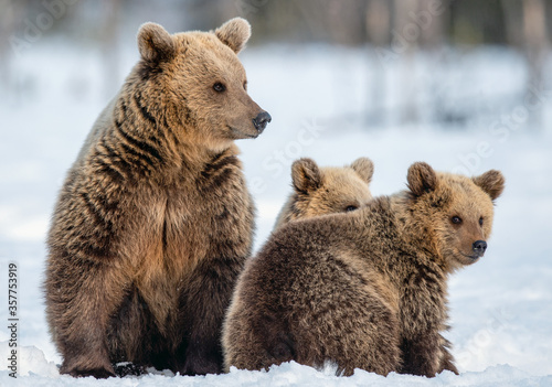 Fototapeta She-bear and bear cubs on the snow in winter forest