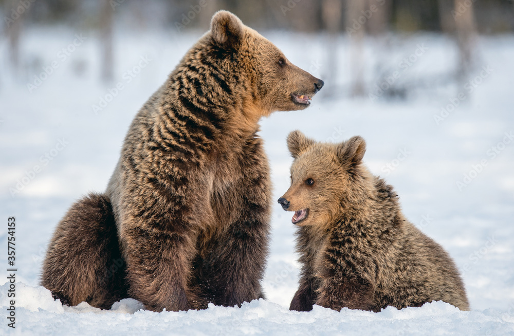 Obraz premium She-bear and bear cub on the snow in winter forest. Wild nature, Natural habitat. Brown bear, Scientific name: Ursus Arctos Arctos.