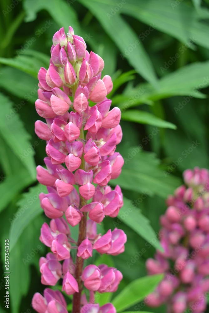 Obraz premium Lupin or wolf bean (Lupinus) is a genus of plants in the Legume family