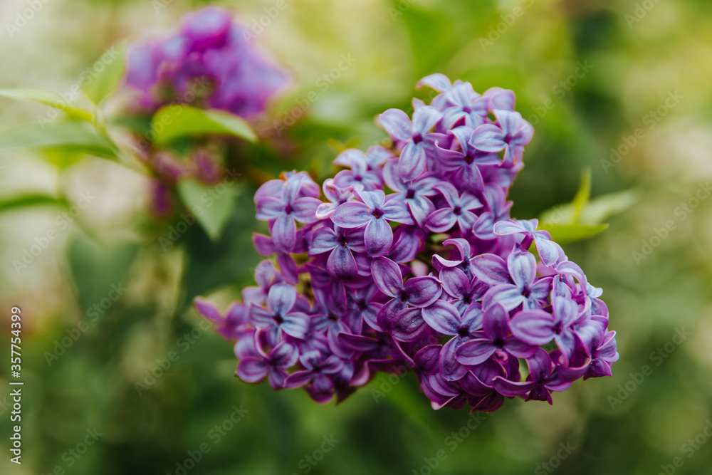 Branch with spring lilac flowers. Nature background Branch with spring lilac flowers. Nature background