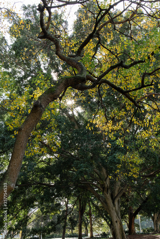 Fototapeta premium Sunlight piercing through tree leaves.