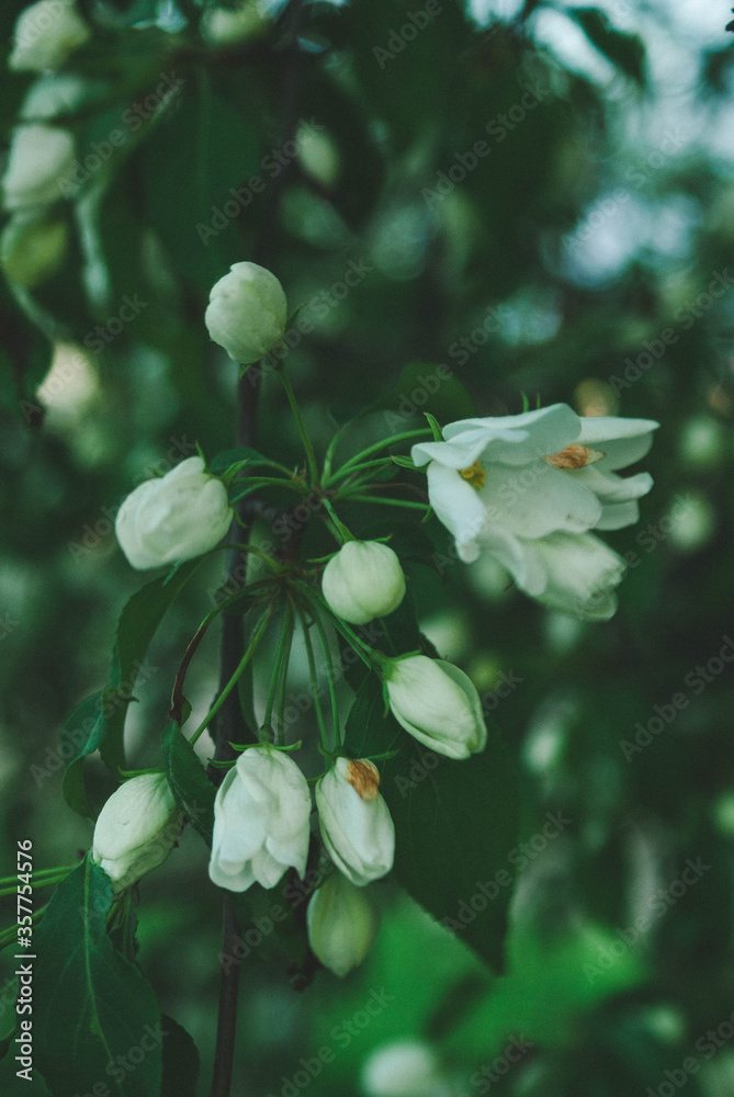 Blooming wild apple tree
Blooming wild apple tree