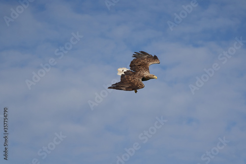 White tailed Eagle Catching eel Raptor Lake Hunting photo