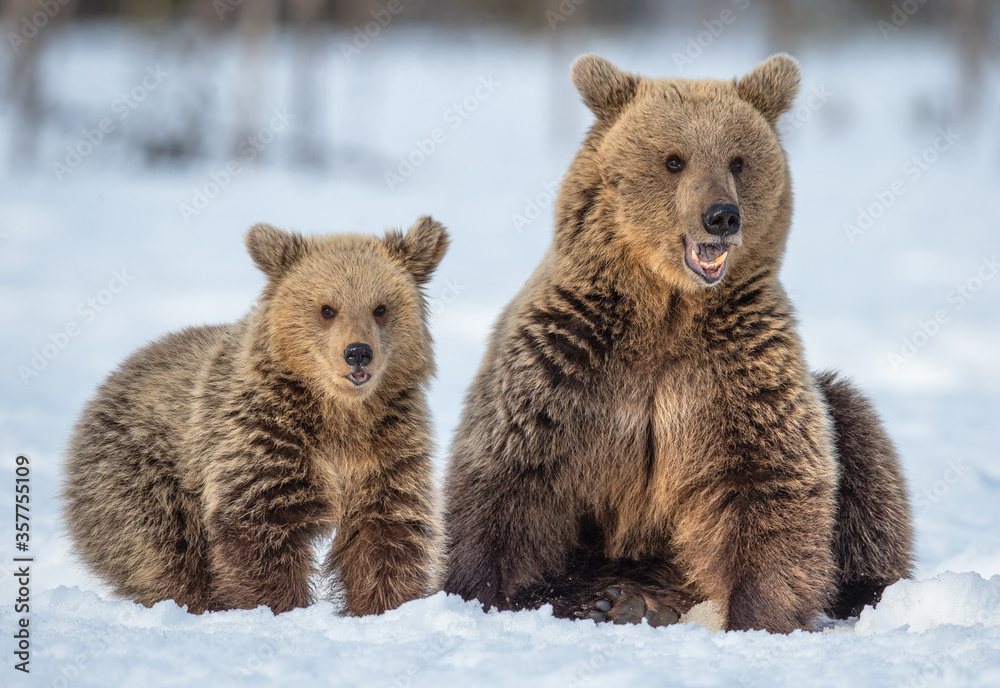 She-bear and bear cub on the snow in winter forest. Wild nature, Natural habitat. Brown bear, Scientific name: Ursus Arctos Arctos. She-bear and bear cub on the snow in winter forest. Wild nature, Natural habitat. Brown bear, Scientific name: Ursus Arctos Arctos.