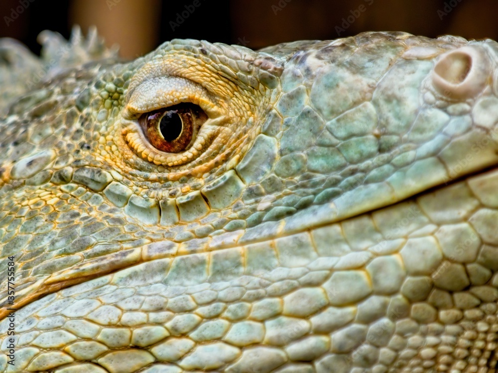 Fototapeta premium Green Iguana staring in the camera, close-up