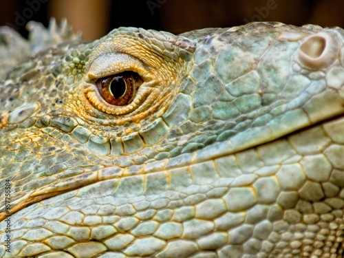 Green Iguana staring in the camera  close-up