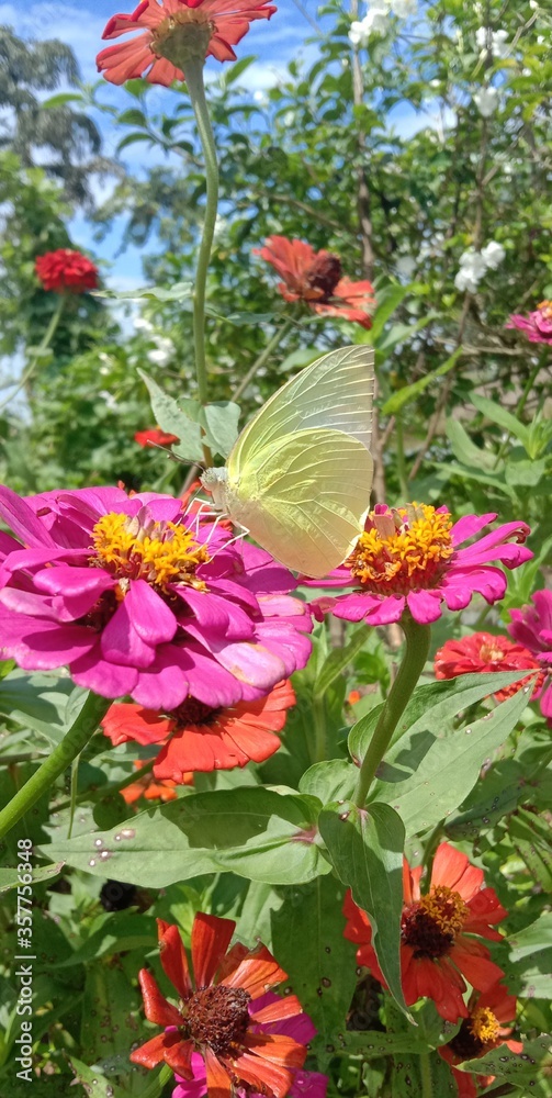 Yellow colour butterfly and follower ( Natural beauti)