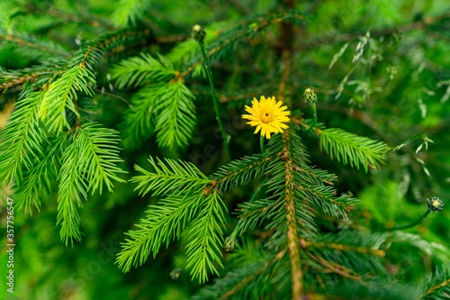 green pine needles