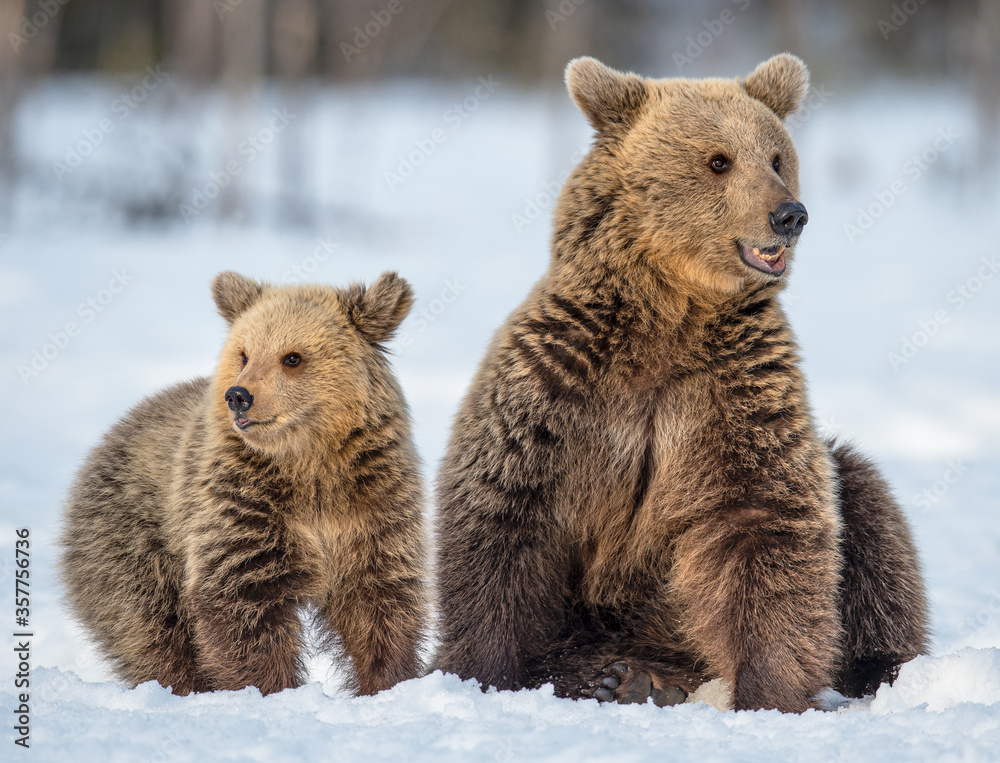 Obraz premium She-bear and bear cub on the snow in winter forest. Wild nature, Natural habitat. Brown bear, Scientific name: Ursus Arctos Arctos.