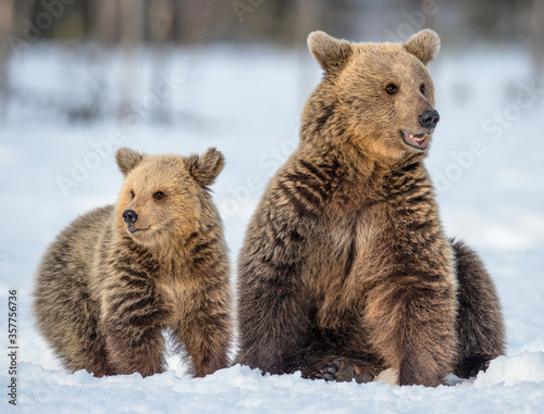 She-bear and bear cub on the snow in winter forest. Wild nature, Natural habitat. Brown bear, Scientific name: Ursus Arctos Arctos.
