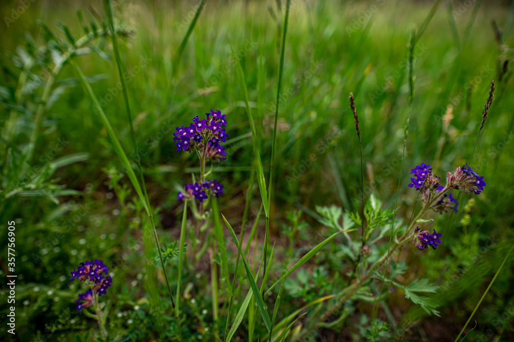 Fototapeta premium purple flowers in the garden
