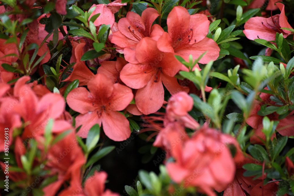 花 花