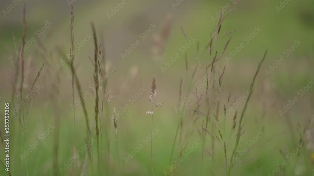 Tall Grass flowing in the wind against sun flare Tall Grass flowing in the wind against sun flare