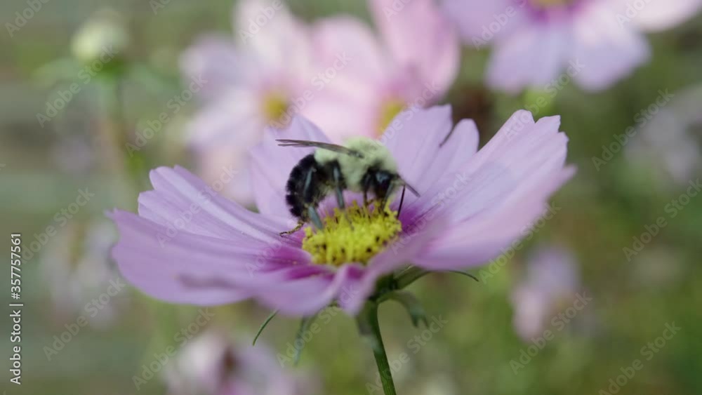 Macro of bumblebee pollinating a pink cosmos flower in a garden Macro of bumblebee pollinating a pink cosmos flower in a garden