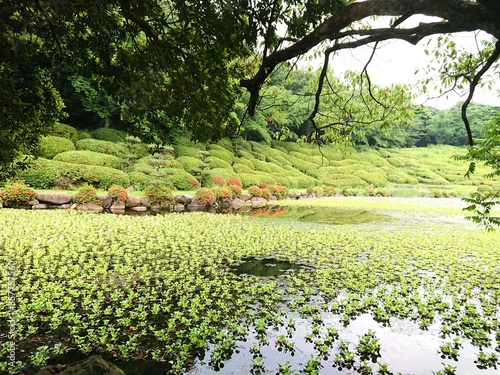 樹と水草生い茂る池の公園