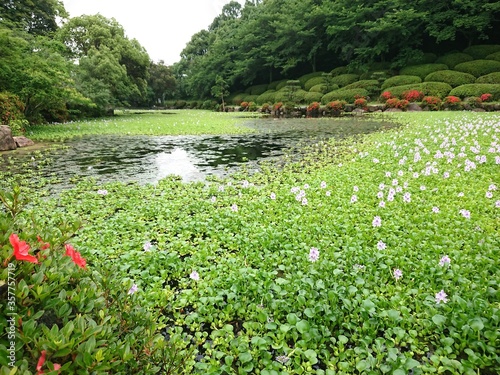 水面に咲くホテイアオイの公園