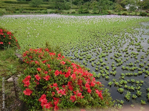赤いツツジと水草の池の風景