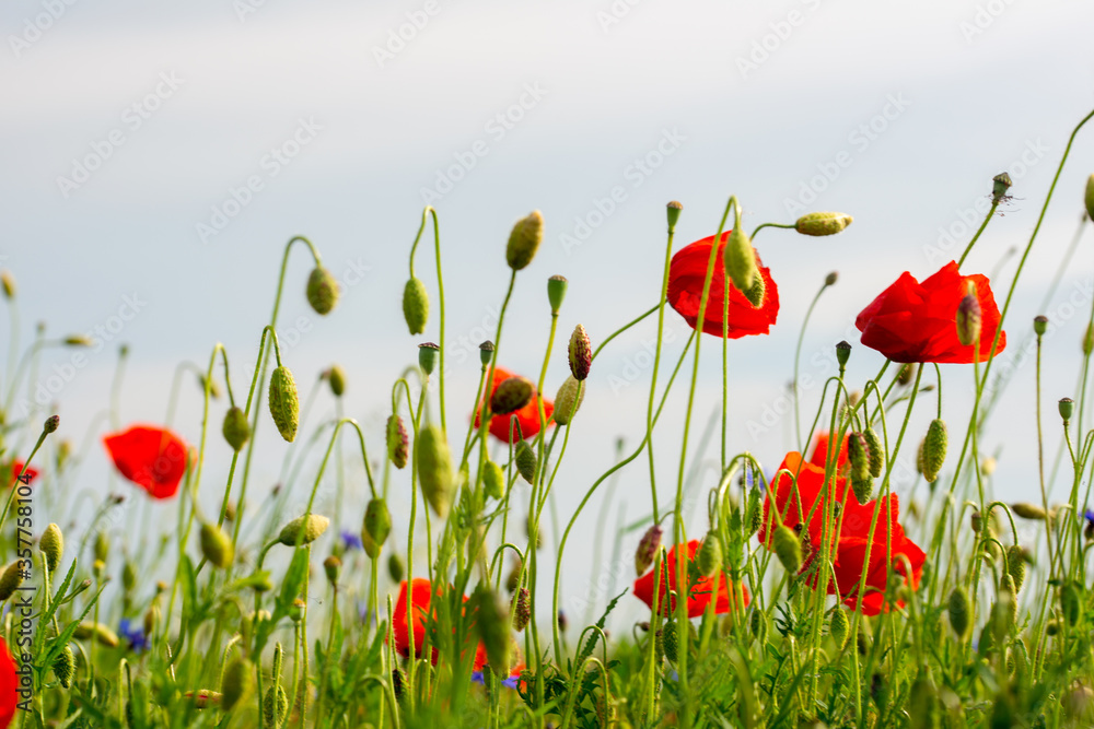 Obraz premium red poppies and vegetation on the green plain