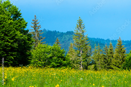 forests of trees and firs on the mountain