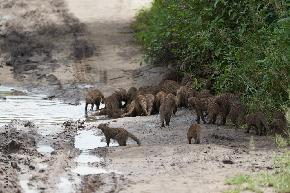 Banded mongoose Mungos mungo Group Playing Africa Banded mongoose Mungos mungo Group Playing Africa