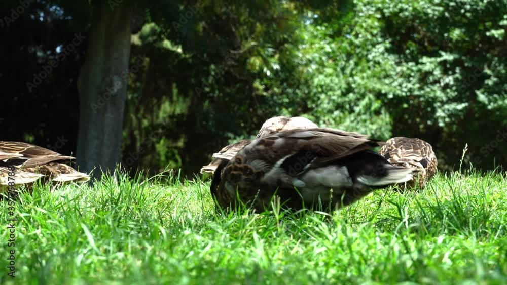 Group of ducks close up eating grass at park Group of ducks close up eating grass at park
