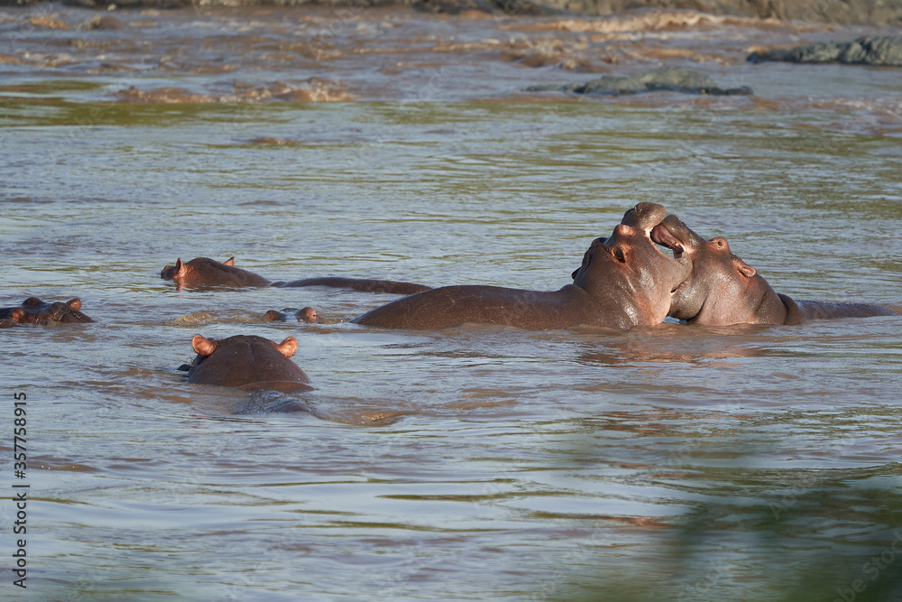 Fototapeta premium Hippo Hippopotamus amphibious Africa Safari Portrait Water