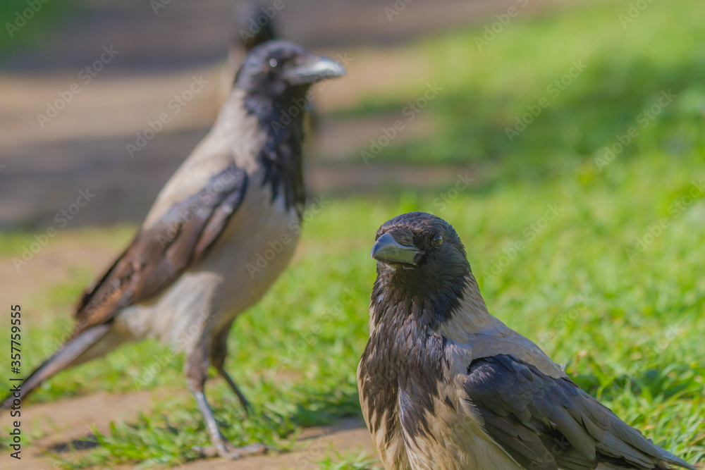 crow looking for food in a city park on a hot summer day crow looking for food in a city park on a hot summer day