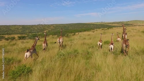 aerial view of the Savannah and giraffes