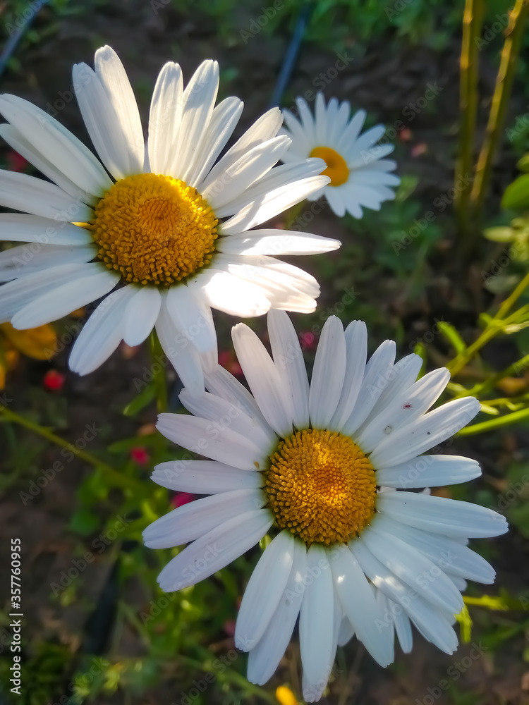 Obraz premium daisy in the garden