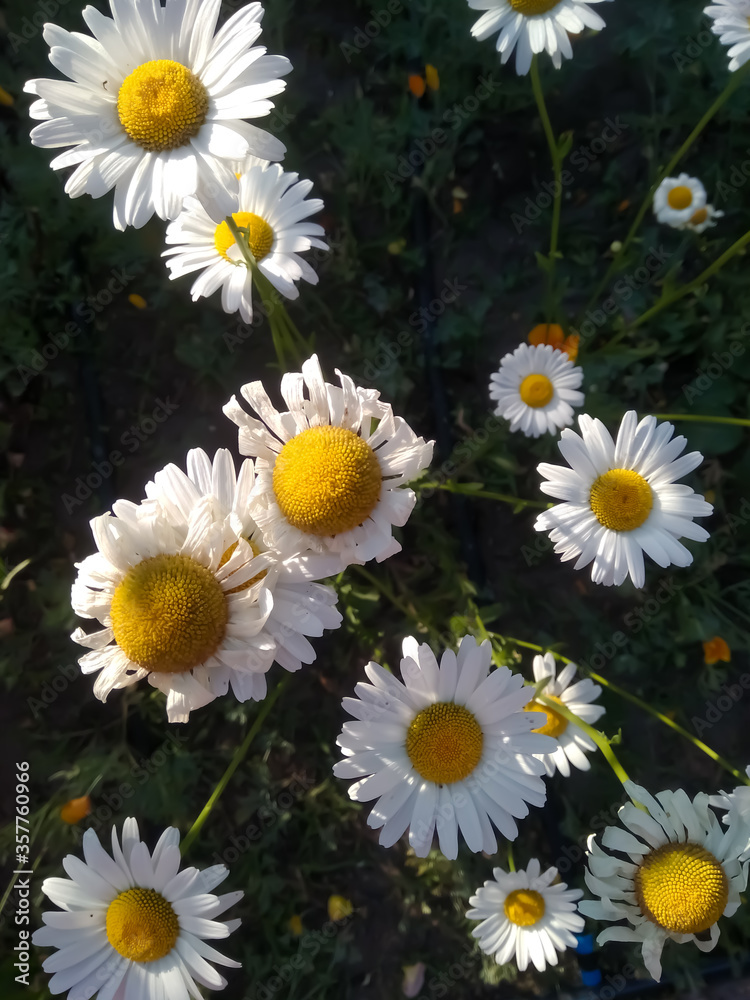 Fototapeta premium daisies in the garden