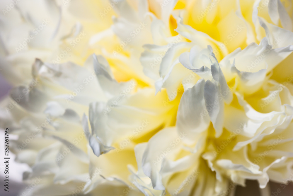 Obraz premium close up of yellow flower