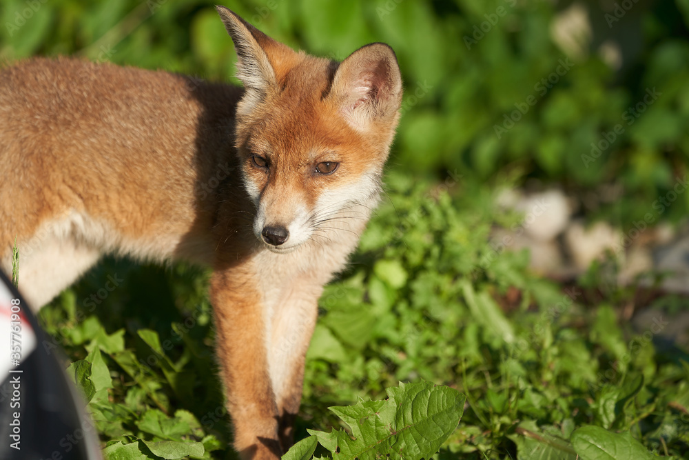 Red Fox Portrait Vulpes Vulpes Evening Sun Red Fox Portrait Vulpes Vulpes Evening Sun