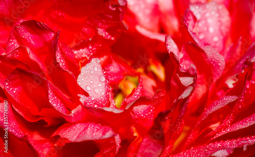 Peony flower background