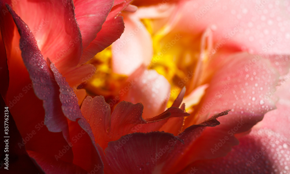 Petals of pink peony in macro Petals of pink peony in macro