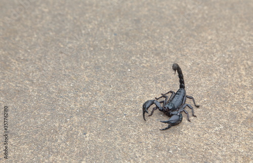 Black scorpion on the cement floor
