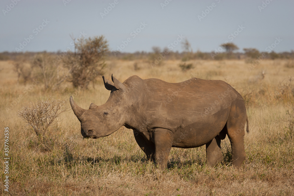 White Rhino standing full body view in Kruger Park South Africa White Rhino standing full body view in Kruger Park South Africa