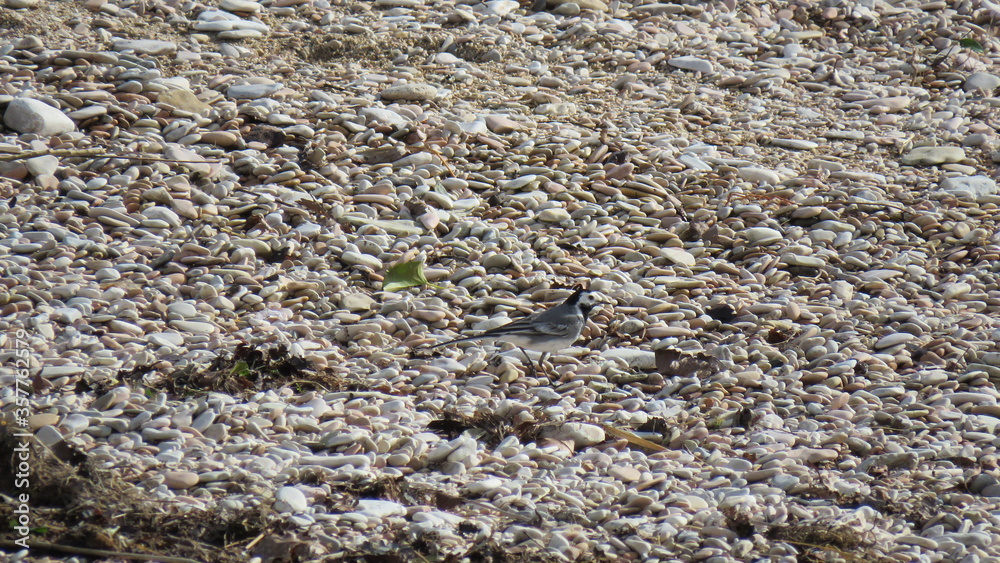  Motacilla alba