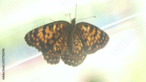 Melitaea scotosia. Argynnini Butterfly. Endangered species. Hyoumonmodoki. Closeup shot. 4K  photo