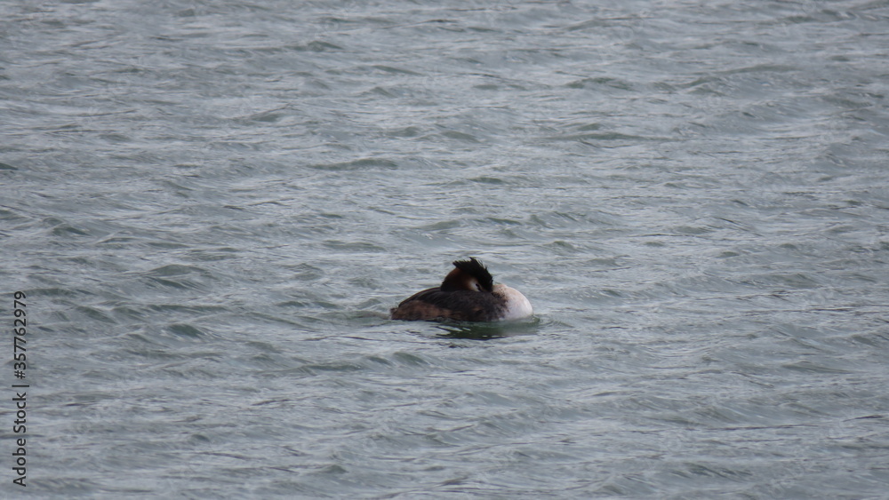 Fototapeta premium Podiceps cristatus