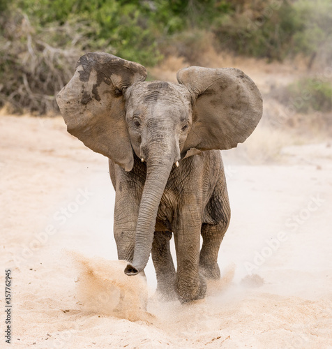 Photography Young Bull Elephant mock charging Kruger Park South Africa
